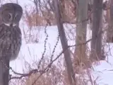 Una lechuza, que parece estar atenta a una presa que se esconde bajo la nieve, se lanza a por ella sin calcular su fuerza y el resultado es un vuelo sin motor que está sorprendiendo a todo el mundo.