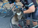 Momento en el que una ciclista da de beber a un sediento koala en Australia.