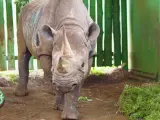 Fausta, el rinoceronte más longevo del mundo.