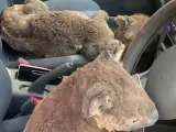 Koalas salvados de los incendios en Australia.