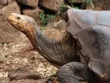 Diego, la tortuga que tuvo 800 hijos y ayudó a salvar su especie en Galápagos.