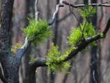 La región australiana de Kulnura vive un lento pero importante periodo de recuperación de su flora.