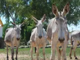 El Centro de Selección y Reproducción Animal de Extremadura adjudica ocho burros de raza andaluza en una subasta