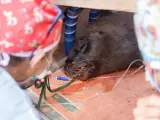 Operan con éxito a una hembra de león marino en Oasis WildLife Fuerteventura, que recupera la visión de un ojo