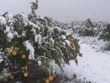 Cítricos nevados en Vallada