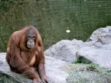 Imagen de archivo de un orangután.