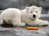 El cachorro de oso polar fue criado en la guarida por su madre, de forma natural y sin ser molestado.