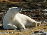 Oso polar fuera del hielo marino.