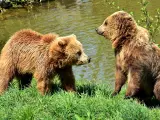 Imagen de archivo de dos peque&ntilde;os osos pardos.
