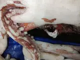 El ojo del calamar gigante es uno de los más grandes del reino animal.