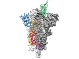 Mapa anatómico a escala de la proteína espinal del COVID-19, desarrollado por la Universidad de Texas en Austin y el Instituto Nacional de Salud de Estados Unidos.