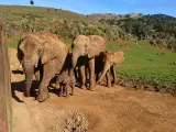 Nueva cría de elefante en Cabárceno