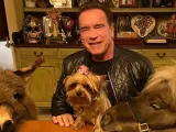 Whiskey, el poni que lleva diez años viviendo con Schwarzenegger, tiene un nuevo compañero de juegos. LuLu, un pequeño burro peludo, ha llegado a la vida del actor para quedarse. En un vídeo, Schwarzenegger enseña a sus seguidores como LuLu llega a casa y se integra con el resto de fauna, porque ya se sabe dónde caben dos caben tres.
