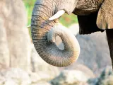 Imagen de archivo de un colmillo de elefante.