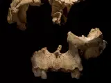 Resdtos óseos hallados en Atapuerca.