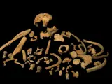 Restos fósiles de Homo antecessor.