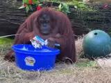 Sandra, una orangután que reside en un santuario de primates en EE UU, se lava y limpia las manos en un vídeo, para recordar a la gente lo importante que es la higiene para frenar el contagio por coronavirus.