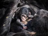 La chimpancé Pepa sostiene a su recién nacido, en el zoológico Beekse Bergen (Holanda), otro establecimiento cerrado por la pandemia de coronavirus.