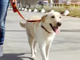 Imagen de una perro de paseo.