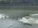 Dos familias de nutrias fueron filmadas en plena batalla en un canal de agua en Singapur. En el vídeo se observa como ambos grupos nadan el uno hacia el otro y, de repente, aceleran para combatir en una dura batalla cuerpo a cuerpo.