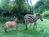 Una cebra camina junto a su cría, un cebrasno, resultado del cruce con un asno.