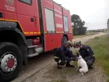 Los bomberos junto al perro rescatado de un pozo en Tordesillas (Valladolid).