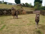 Las dos crías de camello que han nacido en Cabárceno durante el estado de alarma con una de las madres