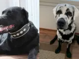 Blaze, el labrador con vitiligo.