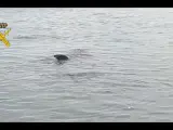 Tiburón peregrino avistado por la Guardia Civil