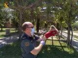El SEPRONA ha recuperado el ejemplar de búho chico en un parque de Villanueva de Gállego.