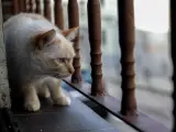 Una gata doméstica observa por la ventana de un domicilio