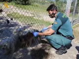 La Guardia Civil investiga a dos personas dedicadas a la cr&iacute;a de perros por maltrato animal