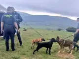 Perros especializados en el dispositivo de b&uacute;squeda del joven desaparecido en Campoo