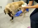 Ulises, perro rescatado de un contenedor en Málaga