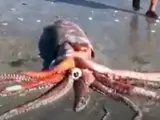 Calamar gigante hallado en una playa de Sudáfrica