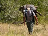 La tortuga Diego, que el lunes regresó a isla Española después de 87 años en el exilio, ya ha dado los primeros pasos en su viejo-nuevo hogar, donde seguirá siendo rastreada y seguida por expertos del Parque Nacional Galápagos (PNG), en Ecuador.