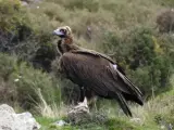 Buitre negro en el Pirineo