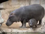 Bebé hipopótamo Gori cumple un año