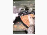 Momento en el que un mapache trata de robar la comida