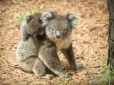 Un koala y su cría en una imagen de archivo.