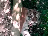 Irina, la tigresa que mató a una cuidadora en el zoo de Zúrich.