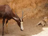 Nacimientos en Bioparc