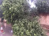 Árbol caído en Camporrobles a causa de las lluvias