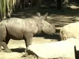 Atanasio es una cría de rinoceronte blanco que ha nacido en un zoo de Chile, es el primer nacimiento de esta especie que nace en cautividad en Latinoamérica. El pequeño que ha pesado 75 kilos, nació el 5 de julio, después de 18 meses de gestación y un parto sencillo de 5 horas. Atanasio pasará ahora un mes con su madre hasta que se junten con el resto de la familia.