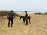Agentes del Seprona, en coordinación con la asociación The Animal Academy, rescatan seis burros majoreros abandonados en las proximidades de Cofete