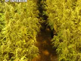 Plantación de marihuana en Azuqueca de Henares.