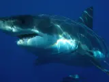 Imagen de archivo de un gran tiburón blanco.