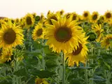 Campo de girasoles