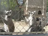Primadomus acoge 12 lémures intervenidos por la Guardia Civil