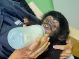 Djibril, el bebé chimpancé “huérfano” de Bioparc